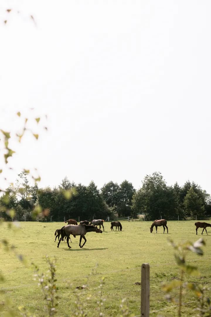 Nowoczesne domki nad morzem w Łebie